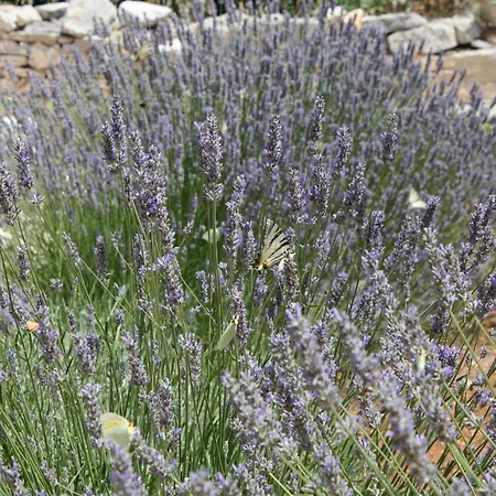 With Parking Space Bozava, Dugi Otok - 8108 アパート *